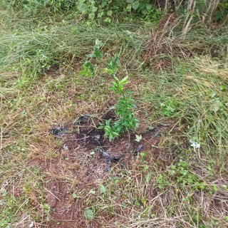 김건우님의 기타작물 · 영농일지 작성글 사진