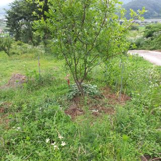 김건우님의 기타작물 · 영농일지 작성글 사진