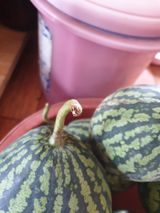 팜모닝 기타작물·병해충상담 게시글 이미지