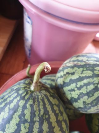 동방불패님의 기타작물 · 병해충상담 작성글 사진