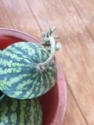 동방불패님의 기타작물 · 병해충상담 작성글 사진