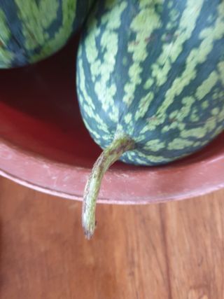 동방불패님의 기타작물 · 병해충상담 작성글 사진