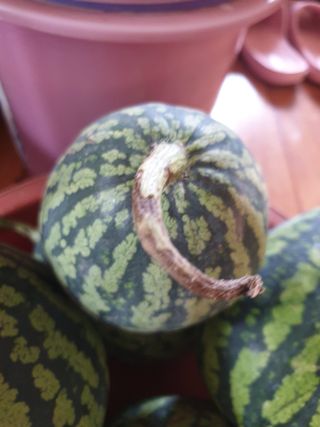 동방불패님의 기타작물 · 병해충상담 작성글 사진