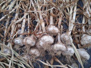 칠보산울림님의 마늘 · 영농일지 작성글 사진