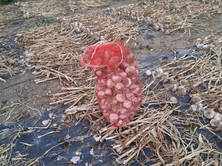 칠보산울림님의 마늘 · 영농일지 작성글 사진