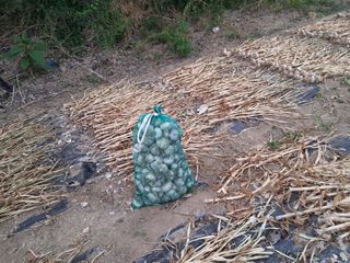 칠보산울림님의 마늘 · 영농일지 작성글 사진