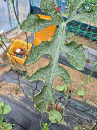 이진우님의 기타작물 · 병해충상담 작성글 사진