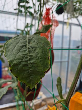 이진우님의 기타작물 · 병해충상담 작성글 사진