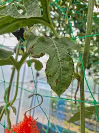 이진우님의 기타작물 · 병해충상담 작성글 사진