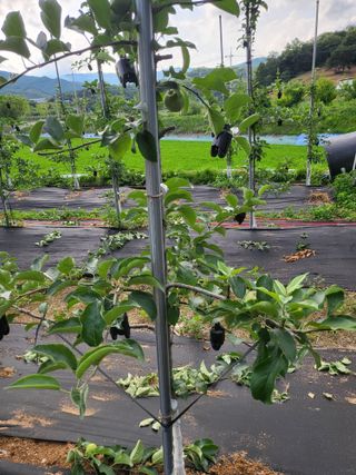 혜기농원(놀이터)님의 사과 · 영농일지 작성글 사진