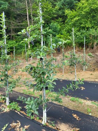 혜기농원(놀이터)님의 사과 · 영농일지 작성글 사진