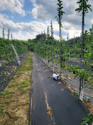 혜기농원(놀이터)님의 사과 · 영농일지 작성글 사진
