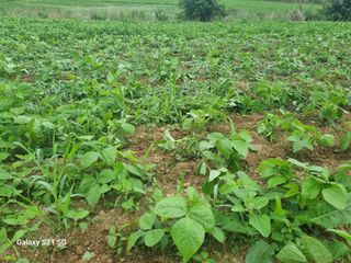 김선오6251556님의 콩 · 영농일지 작성글 사진