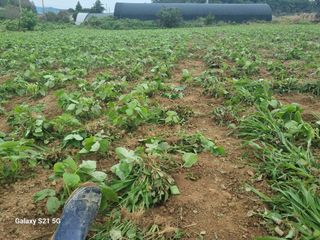 김선오6251556님의 콩 · 영농일지 작성글 사진