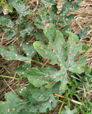 낭만에대하여님의 기타작물 · 병해충상담 작성글 사진