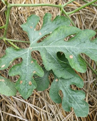 낭만에대하여님의 기타작물 · 병해충상담 작성글 사진