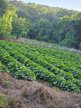 최선희님의 고구마 · 영농일지 작성글 사진