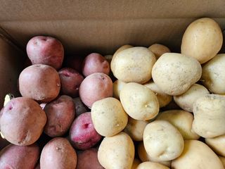 최선희님의 고구마 · 영농일지 작성글 사진