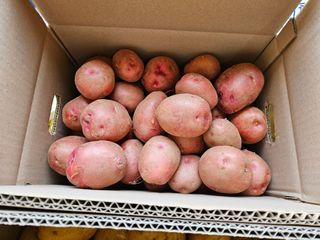 최선희님의 고구마 · 영농일지 작성글 사진