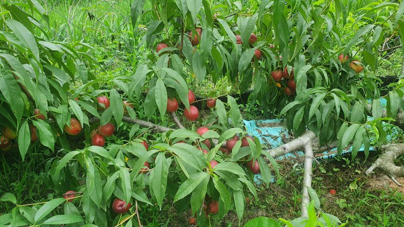 장터 상품 [천도복숭아 5kg] 썸네일