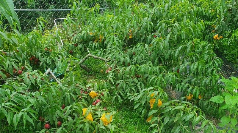 박진만님의 장터 판매 상품 [천도복숭아 5kg] 첨부 사진