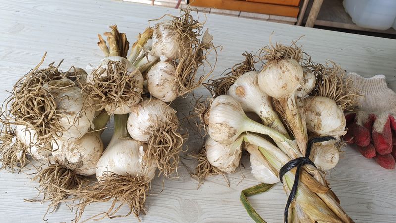 장터 상품 [코끼리 마늘 1kg] 썸네일