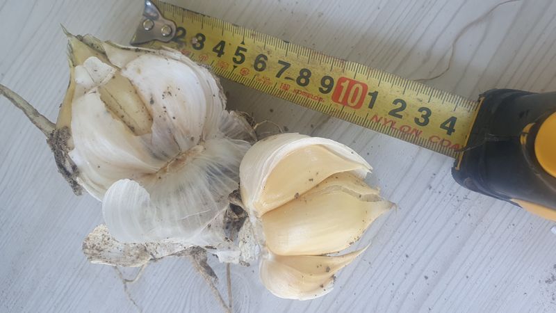 박진만님의 장터 판매 상품 [코끼리 마늘 1kg] 첨부 사진