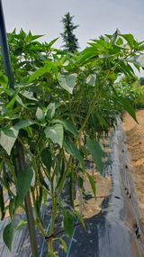 팜모닝 고추·영농일지 게시글 이미지