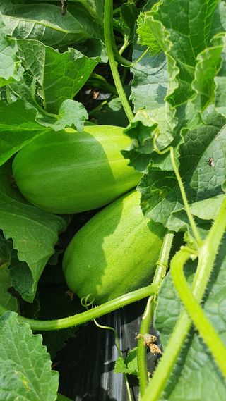 이종진님의 고추 · 영농일지 작성글 사진