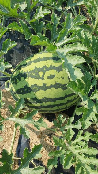 이종진님의 고추 · 영농일지 작성글 사진