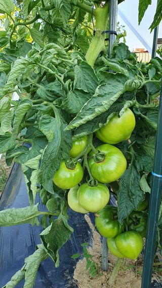 이종진님의 고추 · 영농일지 작성글 사진