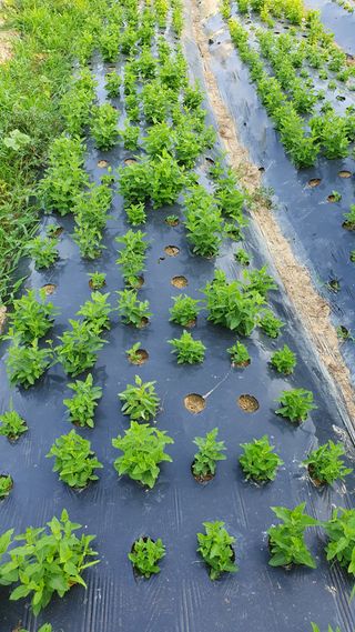 이종진님의 고추 · 영농일지 작성글 사진