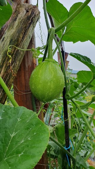 이종진님의 고추 · 영농일지 작성글 사진