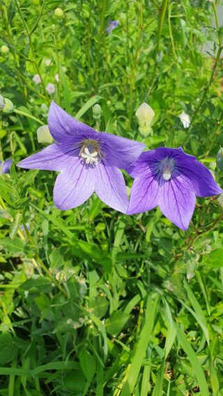 이종진님의 고추 · 영농일지 작성글 사진