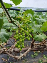 팜모닝 포도·영농일지 게시글 이미지