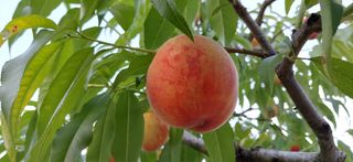 달맛햇복숭아농원님의 👩🏻‍🌾7월 농작업 계획 · 참여글 작성글 사진