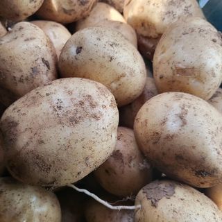 안영매(터실농장)님의 감자 · 영농일지 작성글 사진