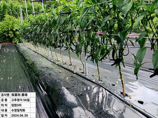 風雲雨님의 고추 · 영농일지 작성글 사진