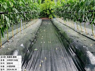風雲雨님의 고추 · 영농일지 작성글 사진
