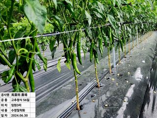 風雲雨님의 고추 · 영농일지 작성글 사진