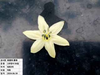 風雲雨님의 고추 · 영농일지 작성글 사진