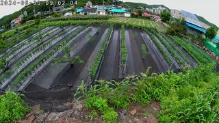 風雲雨님의 고추 · 영농일지 작성글 사진