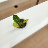 팜모닝 기타작물·병해충상담 게시글 이미지