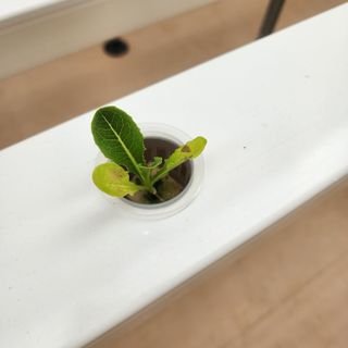 임다빈님의 기타작물 · 병해충상담 작성글 사진