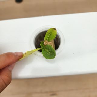 임다빈님의 기타작물 · 병해충상담 작성글 사진