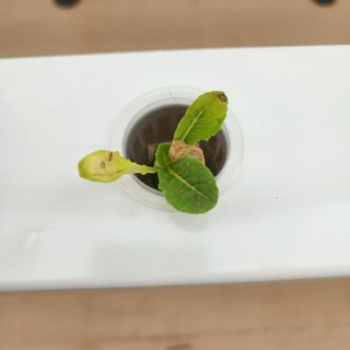 임다빈님의 기타작물 · 병해충상담 작성글 사진