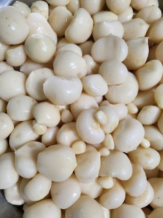 장흥 모경화 님의 마늘 · 영농일지 작성글 사진