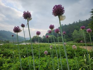 장흥 모경화 님의 마늘 · 영농일지 작성글 사진