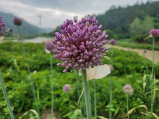 장흥 모경화 님의 마늘 · 영농일지 작성글 사진