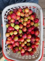 팜모닝 자두·영농일지 게시글 이미지